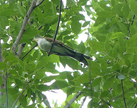 Yellow-billed cukoo